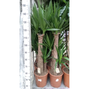 Yucca elephantipes   ...