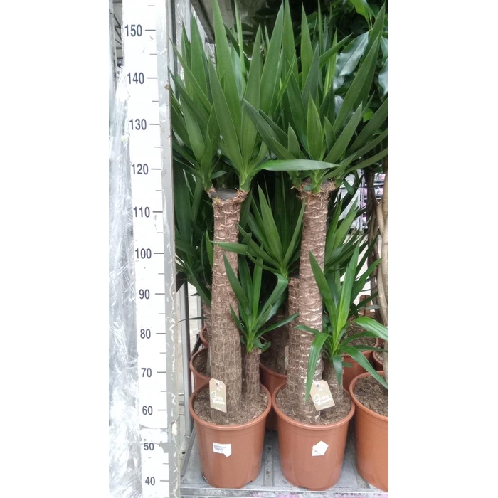 <h4>Yucca elephantipes   ...</h4>