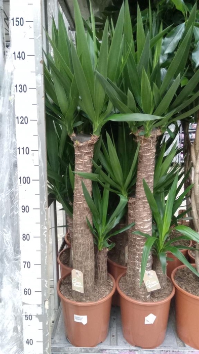 <h4>Yucca elephantipes ...</h4>