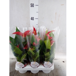 Anthurium  'Banderola Roja'