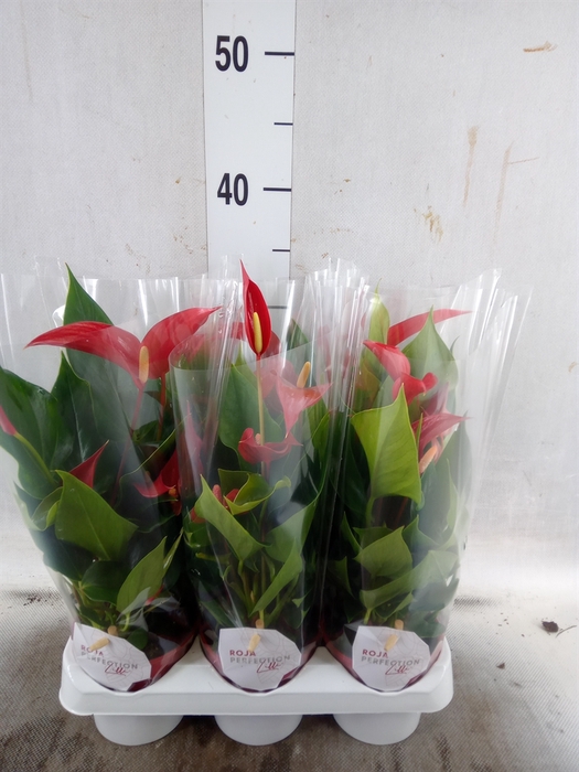 <h4>Anthurium  'Banderola Roja'</h4>