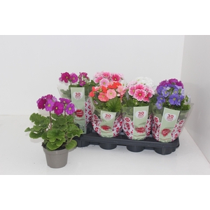 PRIM OB SWEETK A GEM