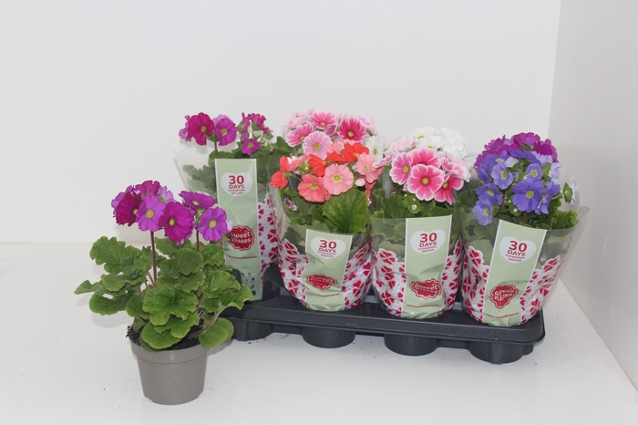 <h4>PRIM OB SWEETK A GEM</h4>