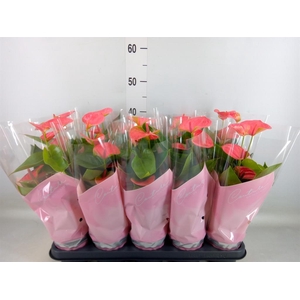 Anthurium andr. 'Sweet Dream'