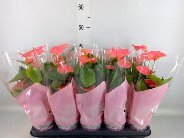 <h4>Anthurium andr. 'Sweet Dream'</h4>