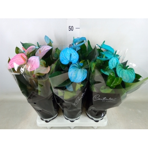 Anthurium andr. 'Cocos'