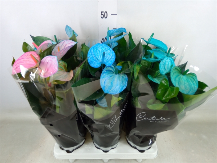 <h4>Anthurium andr. 'Cocos'</h4>