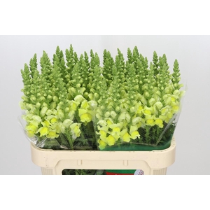 Antirrhinum Opus Yellow