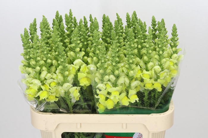 <h4>Antirrhinum Opus Yellow</h4>