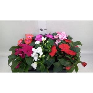 Impatiens NG   ...mix 6