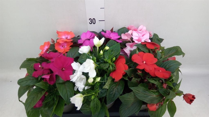 <h4>Impatiens NG ...mix 6</h4>