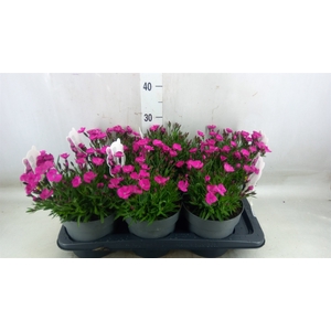 Dianthus   ...