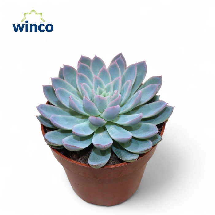 <h4>Echeveria Violet Queen</h4>