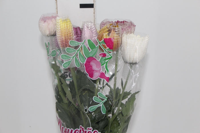 <h4>ANASTASIA VARIADA 080 CM VARIADA</h4>