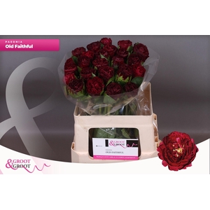 Paeonia Ole Faithful