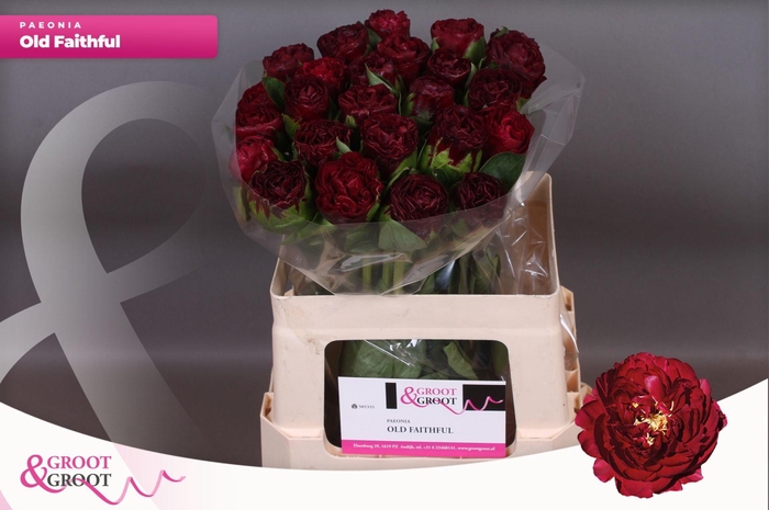 <h4>Paeonia Ole Faithful</h4>