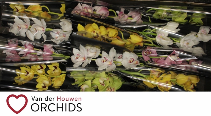 <h4>Gemengd 50 cm.</h4>