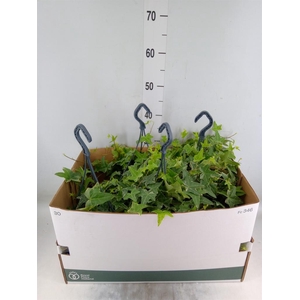 Hedera helix 'Mona Lisa'