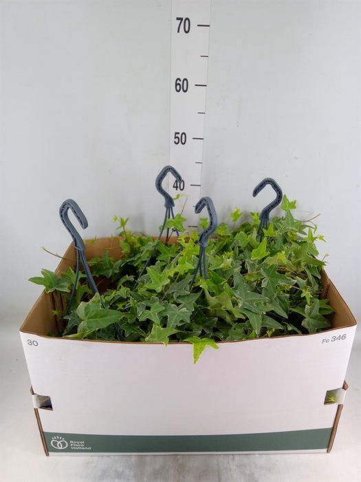 <h4>Hedera helix 'Mona Lisa'</h4>