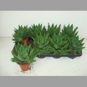 ALOE PERFOLIATA