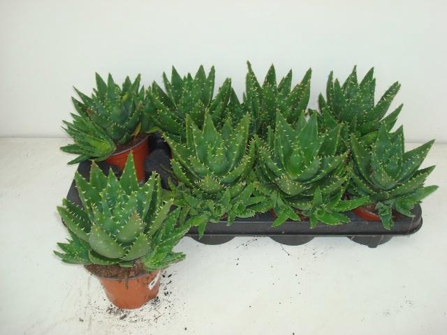 <h4>ALOE PERFOLIATA</h4>