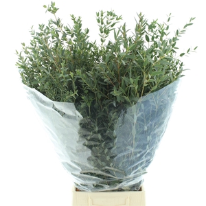 Euca Parvifolia 200gr