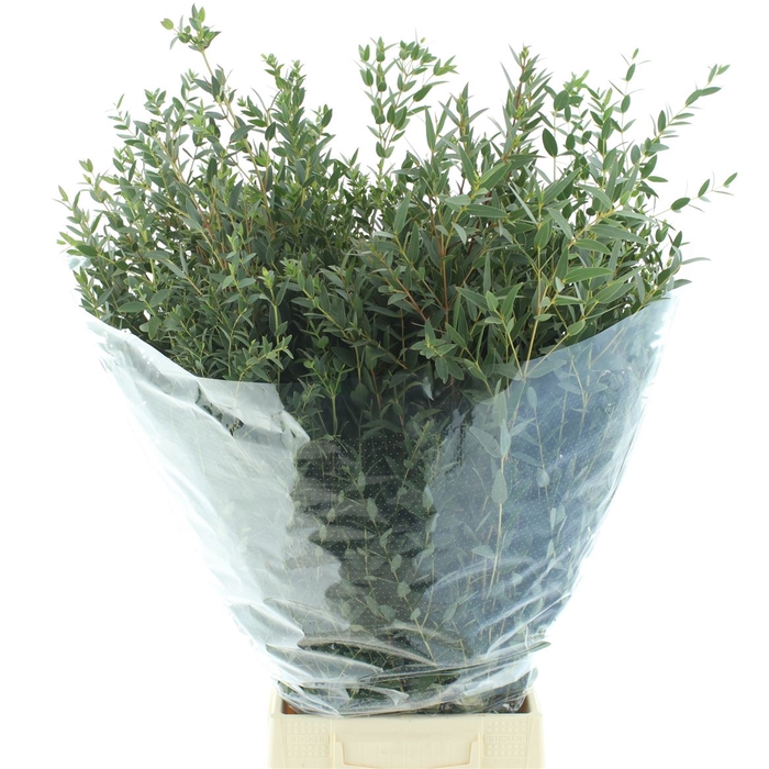 <h4>Euca Parvifolia 200gr</h4>