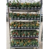 Tomatenplanten Mixk 1 Srt Per Tray