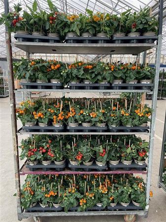 Tomatenplanten Mixk 1 Srt Per Tray