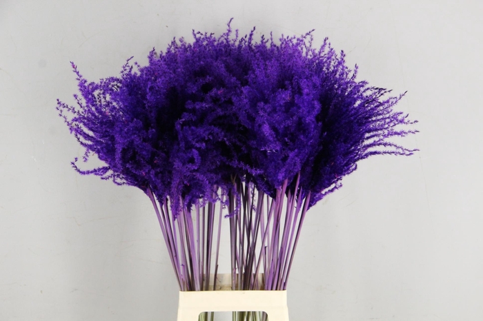 <h4>DF Miscanthus 90cm Dark Lilac</h4>