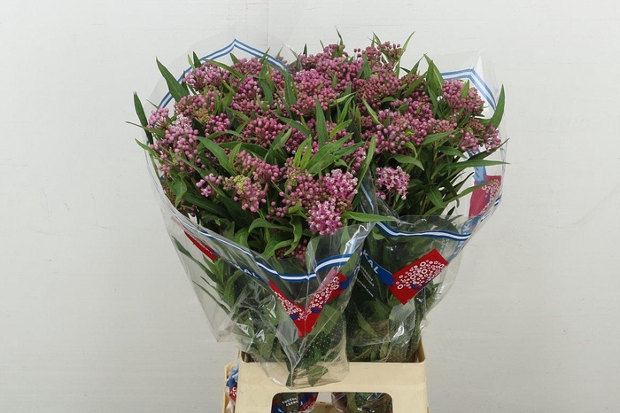 <h4>Ascl Inc Soulmate</h4>