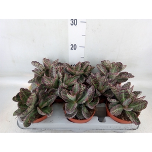 Kalanchoe NF marmorata 'Partridge'