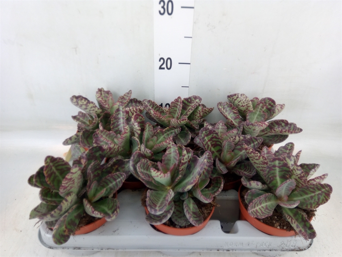<h4>Kalanchoe NF marmorata 'Partridge'</h4>