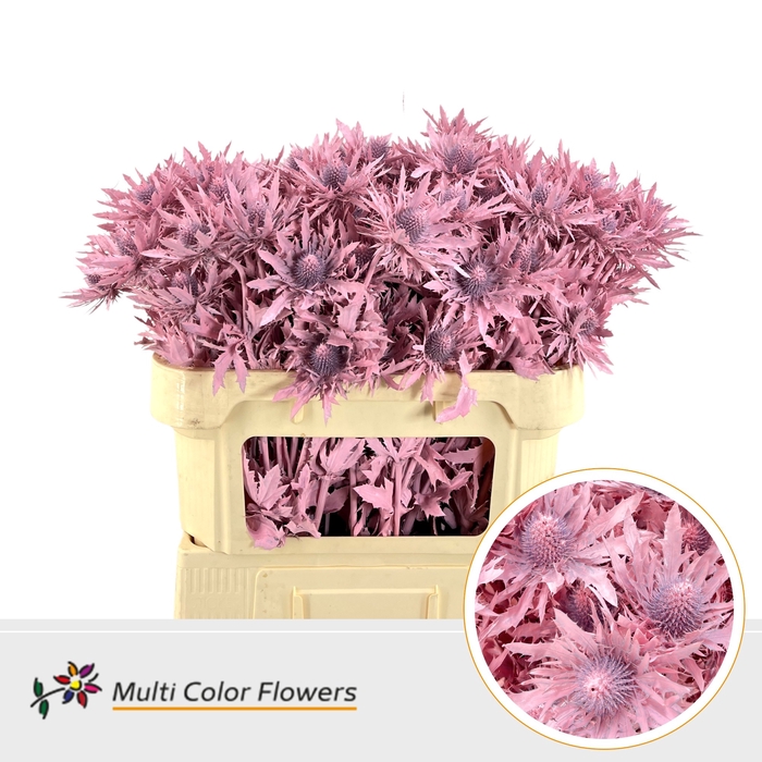 <h4>Eryngium Roze Licht</h4>