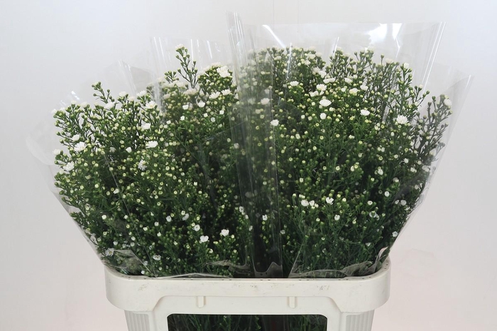 <h4>Aster Paquita</h4>