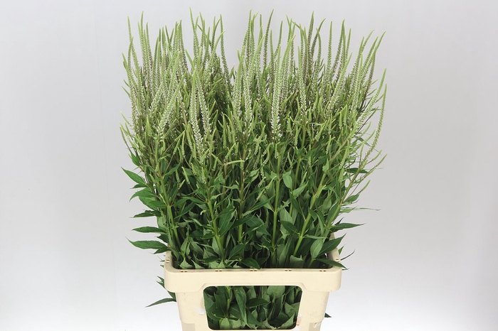 <h4>Veronicastrum Vi Pink Glow</h4>