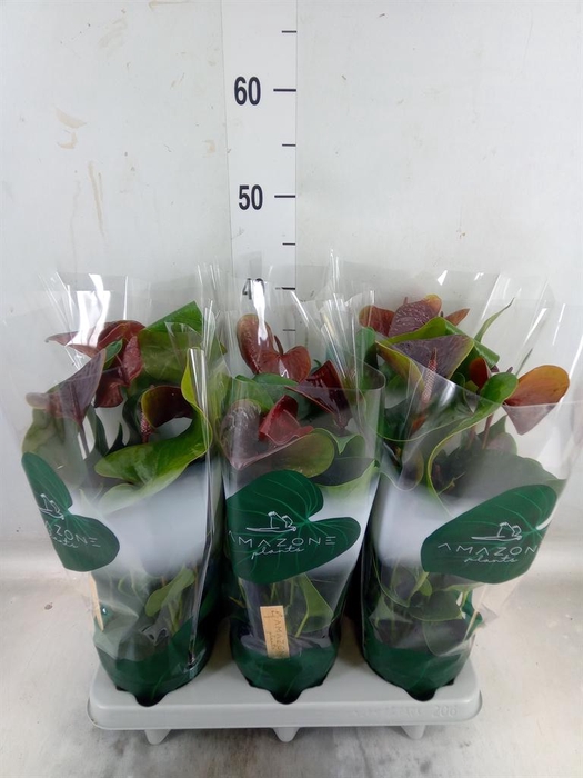 <h4>Anthurium andr. 'Essencia'</h4>