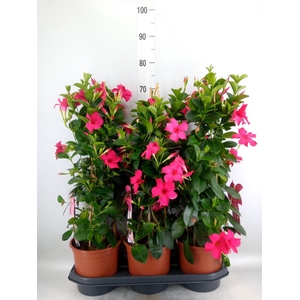 Mandevilla sand. 'SumStar Pink'