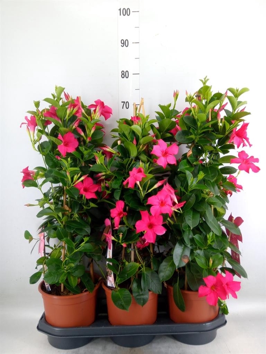 <h4>Mandevilla sand. 'SumStar Pink'</h4>