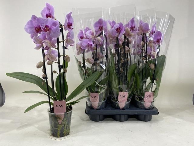 <h4>PHAL AN WASHINGTO</h4>