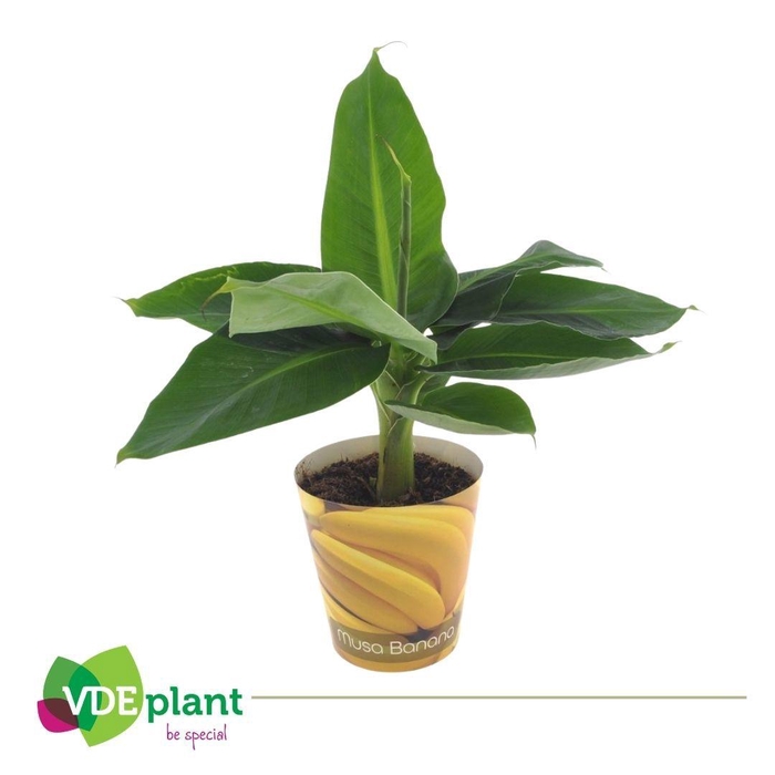 <h4>Musa in Musa Banana beker</h4>