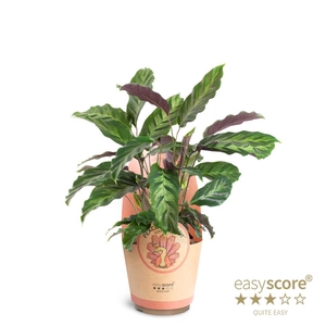 CALATHEA LOUISAE p17 Mistro