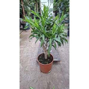 Dracaena Song of Jamaica