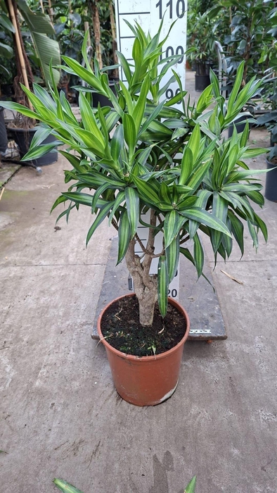 <h4>Dracaena Song of Jamaica</h4>