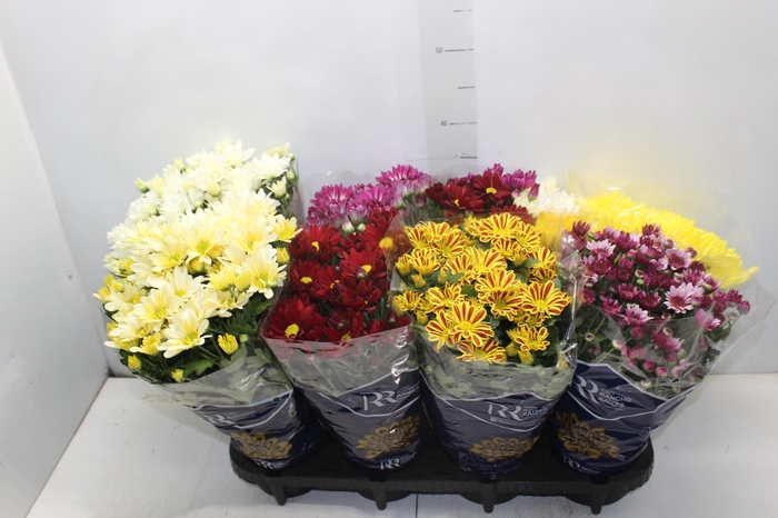 <h4>CRISANTEMO MINI P13</h4>