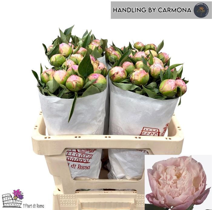 <h4>PAEO L CATH FONTIJN</h4>