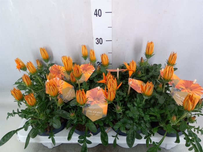 <h4>Gazania splen. 'Giant Deep Orange'</h4>