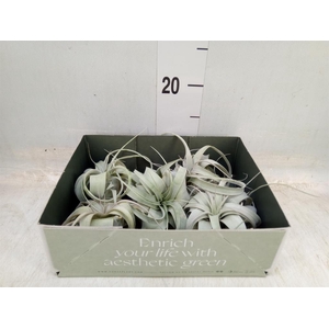 Tillandsia xerographica