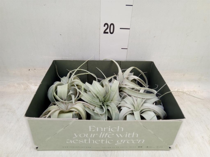 <h4>Tillandsia xerographica</h4>