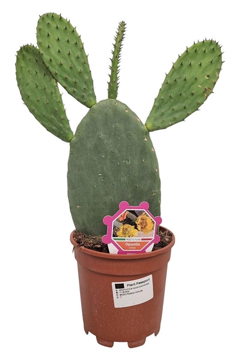 <h4>OPUNTIA</h4>
